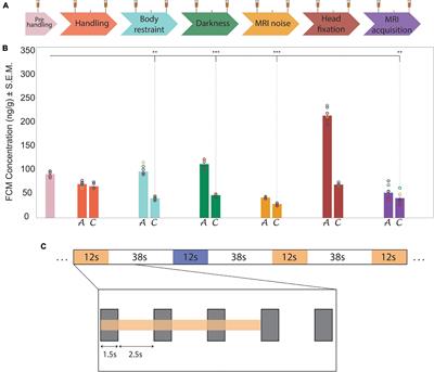 Gradual Restraint Habituation for Awake Functional Magnetic Resonance Imaging Combined With a Sparse Imaging Paradigm Reduces Motion Artifacts and Stress Levels in Rodents